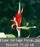 Blume Vorlage Forum.jpg