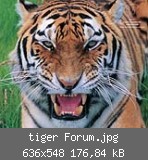 tiger Forum.jpg