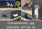 flensekatzen1.jpg